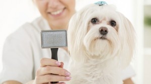 animal clinic escova de pet