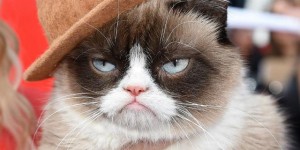 animal clinic grumpy-cat-01