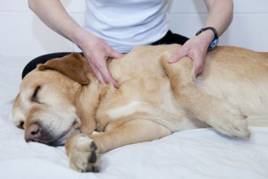 animal-clinic-massagem-em-c