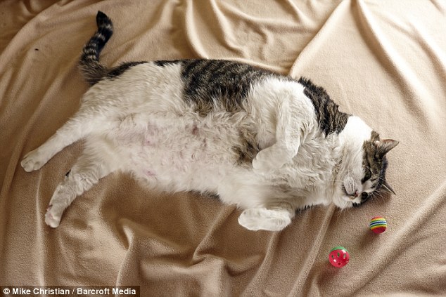 trabajador tubo lunes Gato mais gordo do mundo tem o mesmo peso de uma criança de três anos -  Animal Clinic