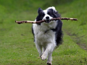 Animal-Clinic-Border-Collie