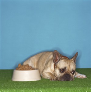 French bulldog resting next to bowl of food