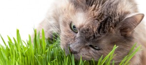 animal clinic gato-comendo-grama