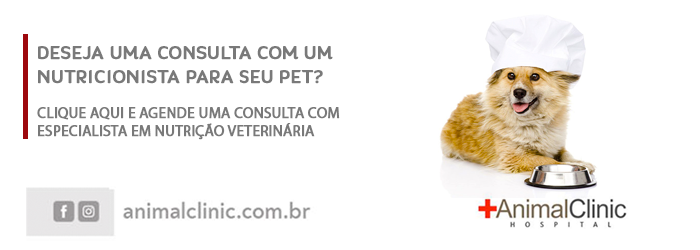 Vacinas, exames e alimentação: dicas para aumentar a expectativa de vida do  seu cachorro