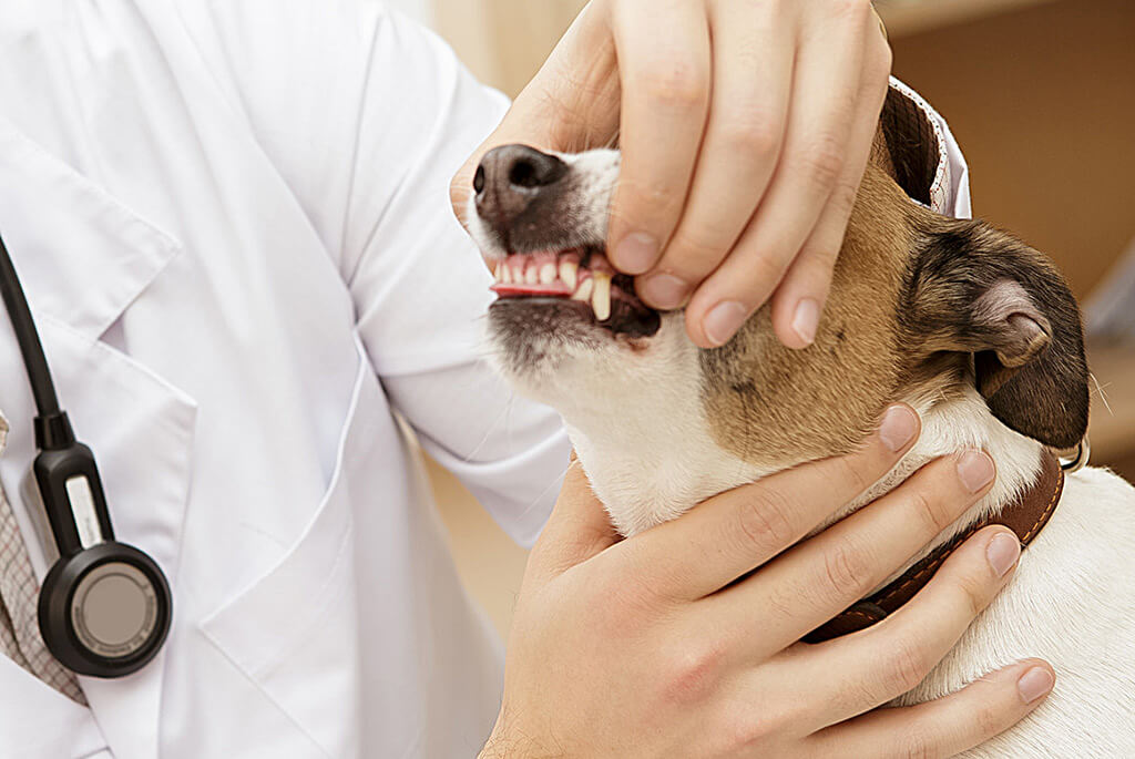 Odontologia veterinária: Fraturas de mandíbula e maxila - Blog do